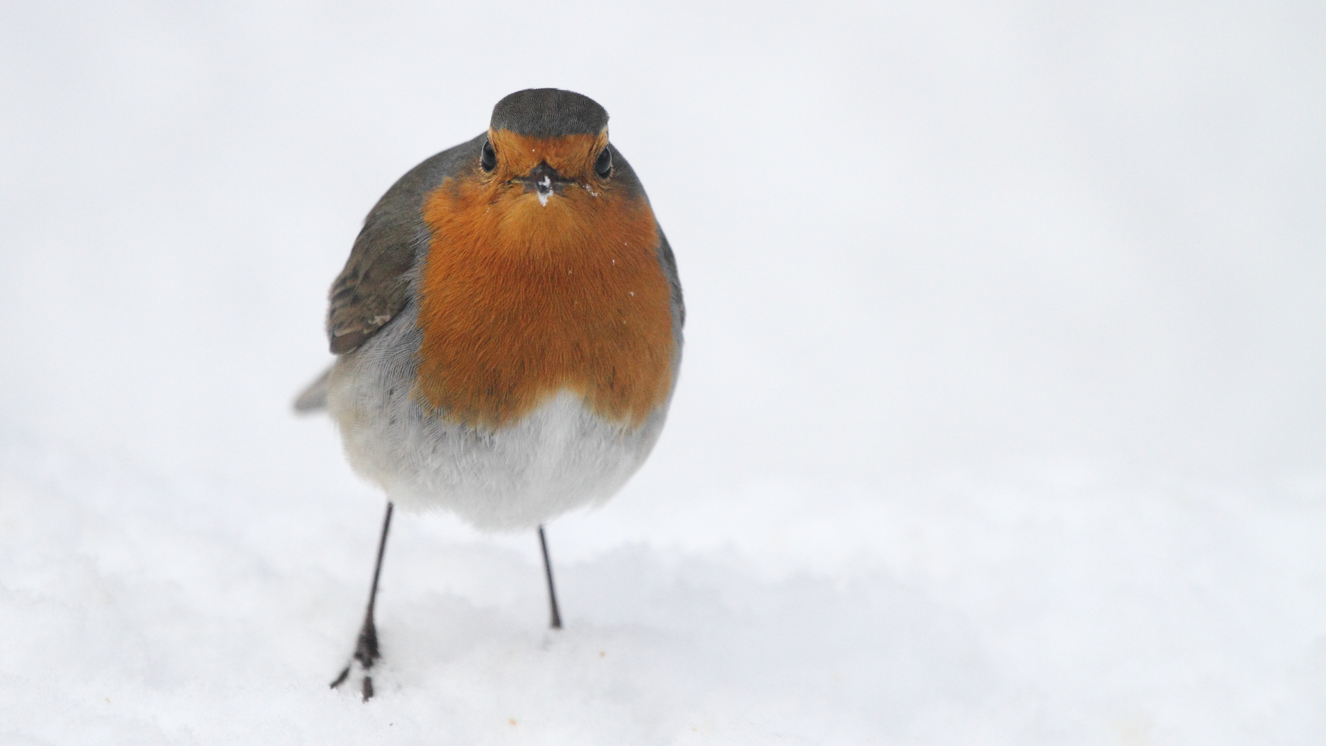 Kızılgerdan » European Robin » Erithacus rubecula