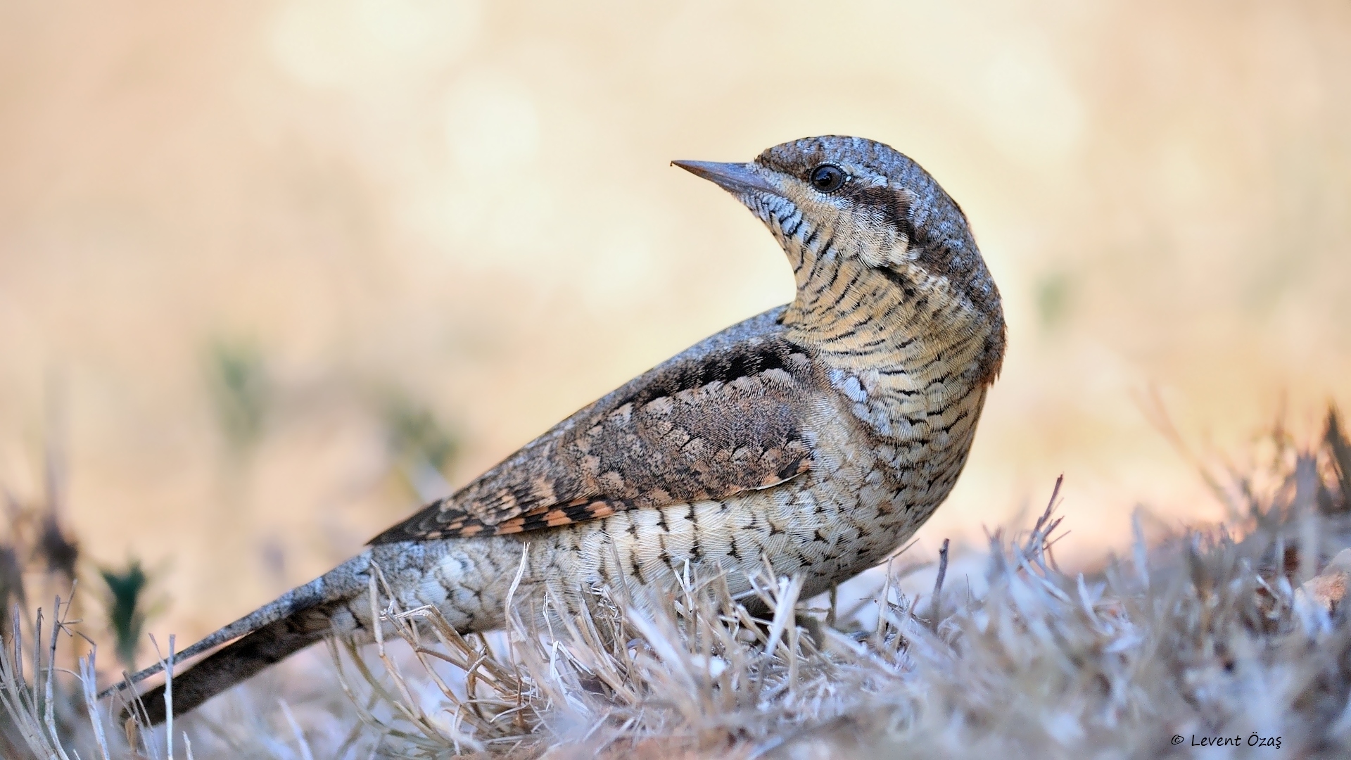 Boyunçeviren » Eurasian Wryneck » Jynx torquilla