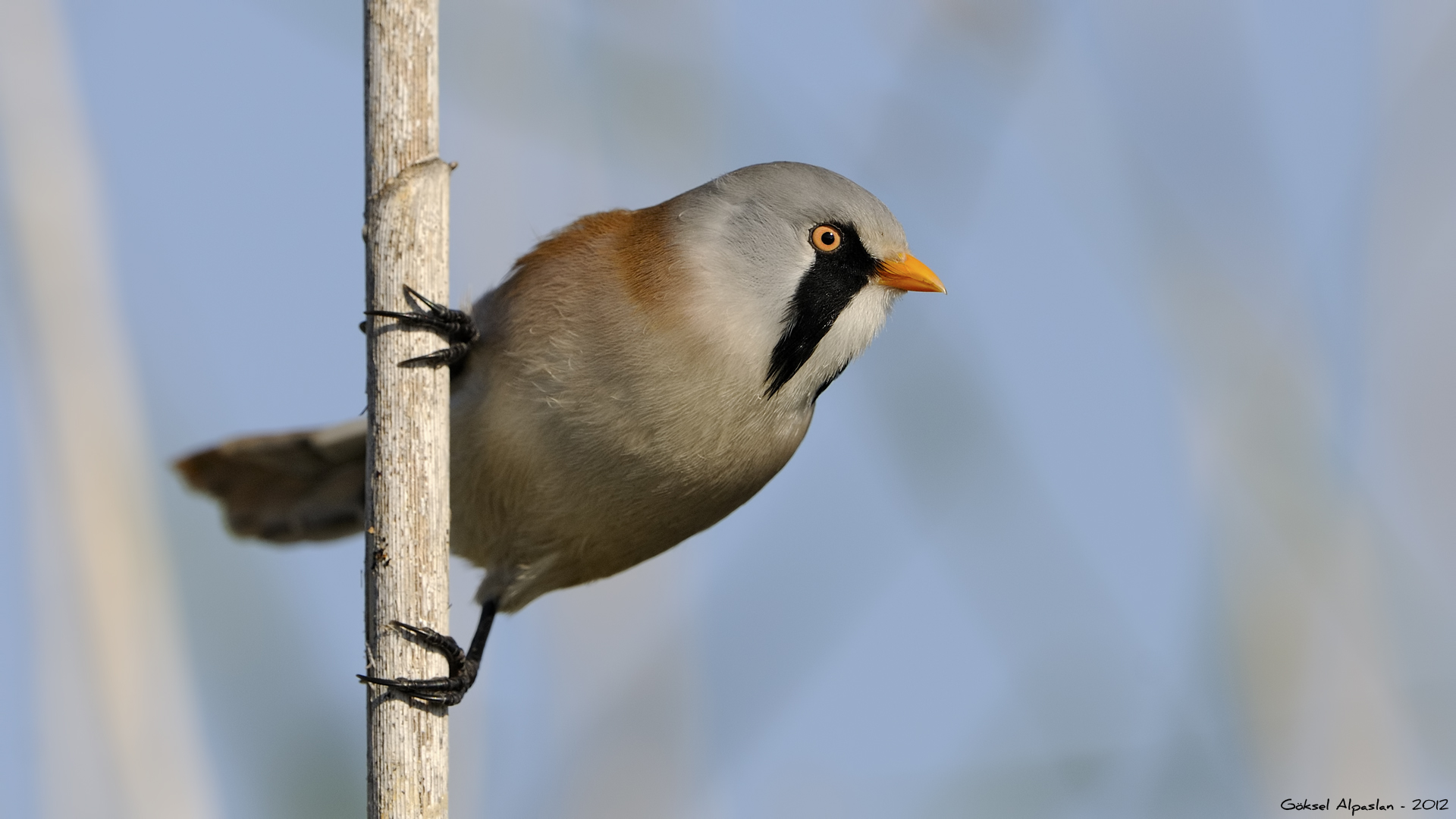 Bıyıklı baştankara » Bearded Reedling » Panurus biarmicus