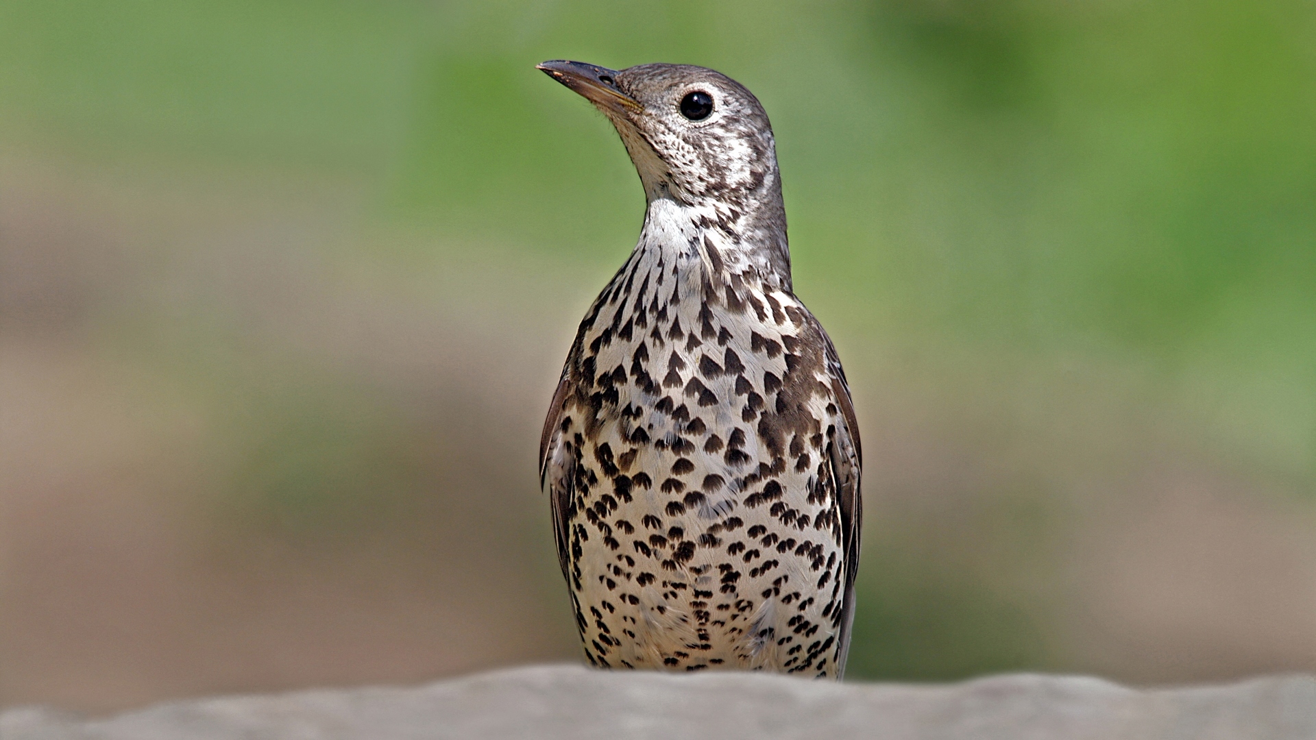 Ökse ardıcı » Mistle Thrush » Turdus viscivorus