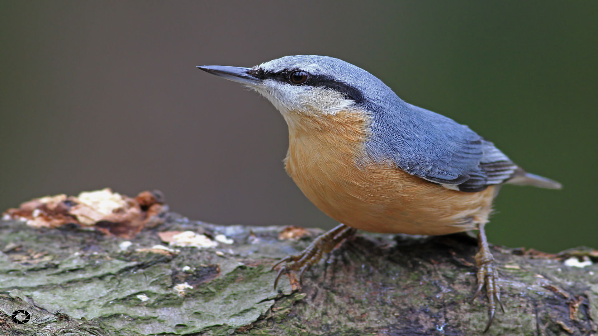 Sıvacı » Eurasian Nuthatch » Sitta europaea