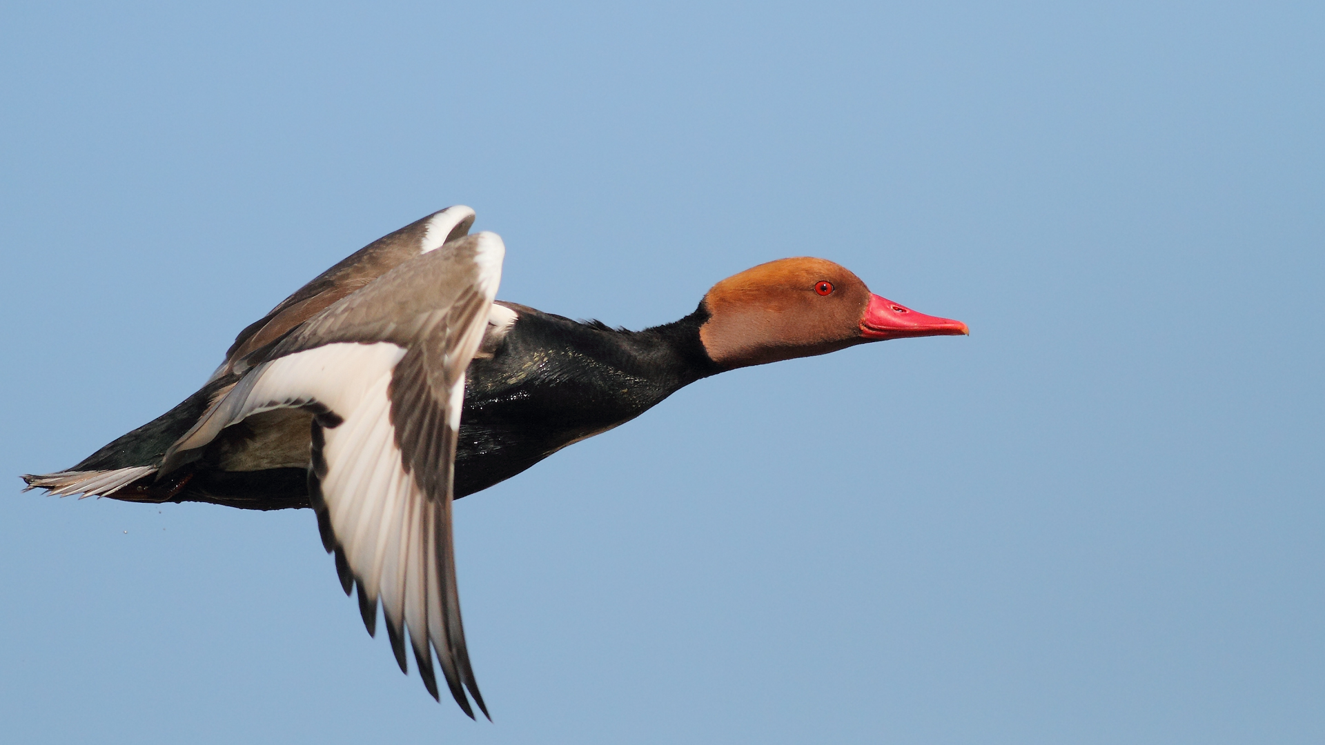 Macar ördeği » Red-crested Pochard » Netta rufina