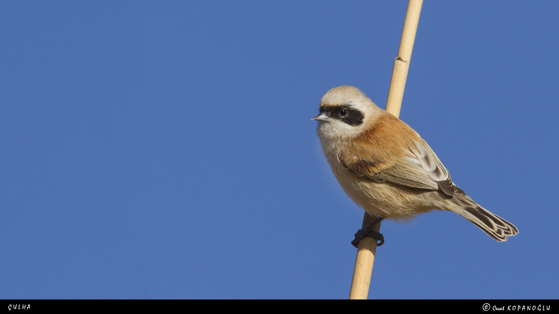 Çulhakuşu » Eurasian Penduline Tit » Remiz pendulinus