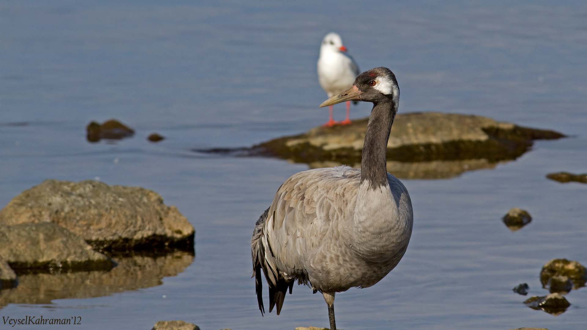 Turna » Common Crane » Grus grus