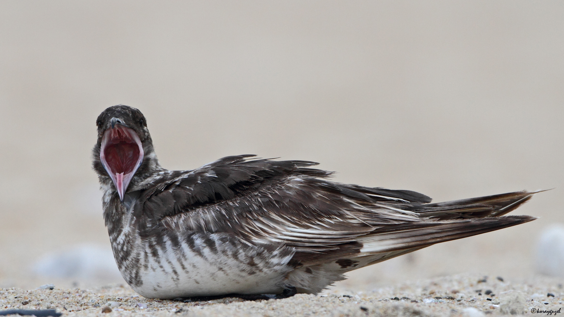 Kütkuyruklu korsanmartı » Pomarine Jaeger » Stercorarius pomarinus