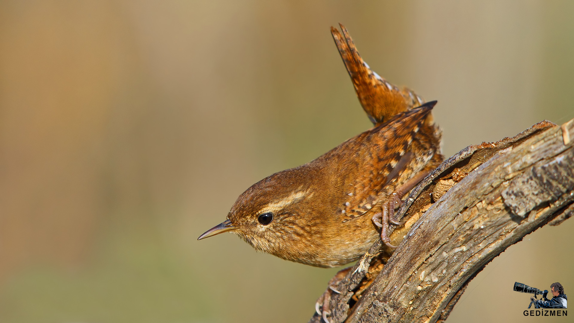 Çitkuşu » Eurasian Wren » Troglodytes troglodytes