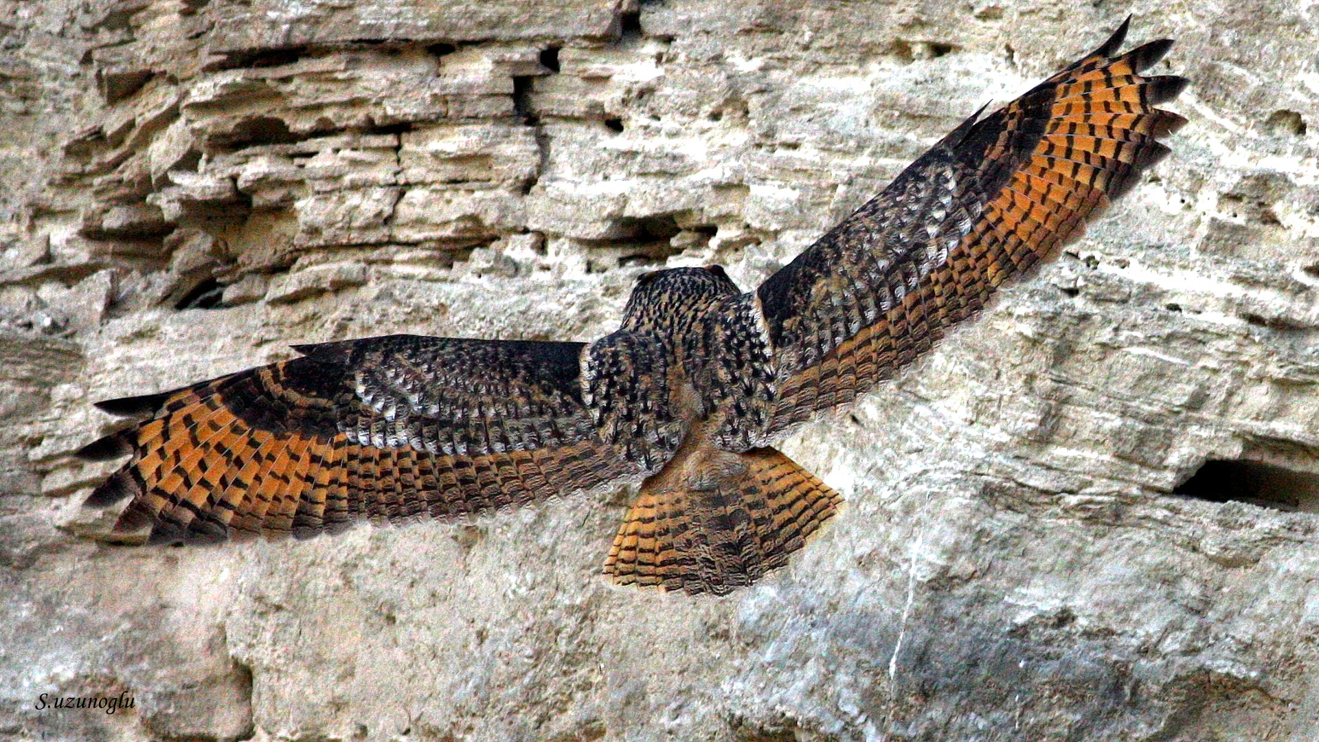 Puhu » Eurasian Eagle-Owl » Bubo bubo