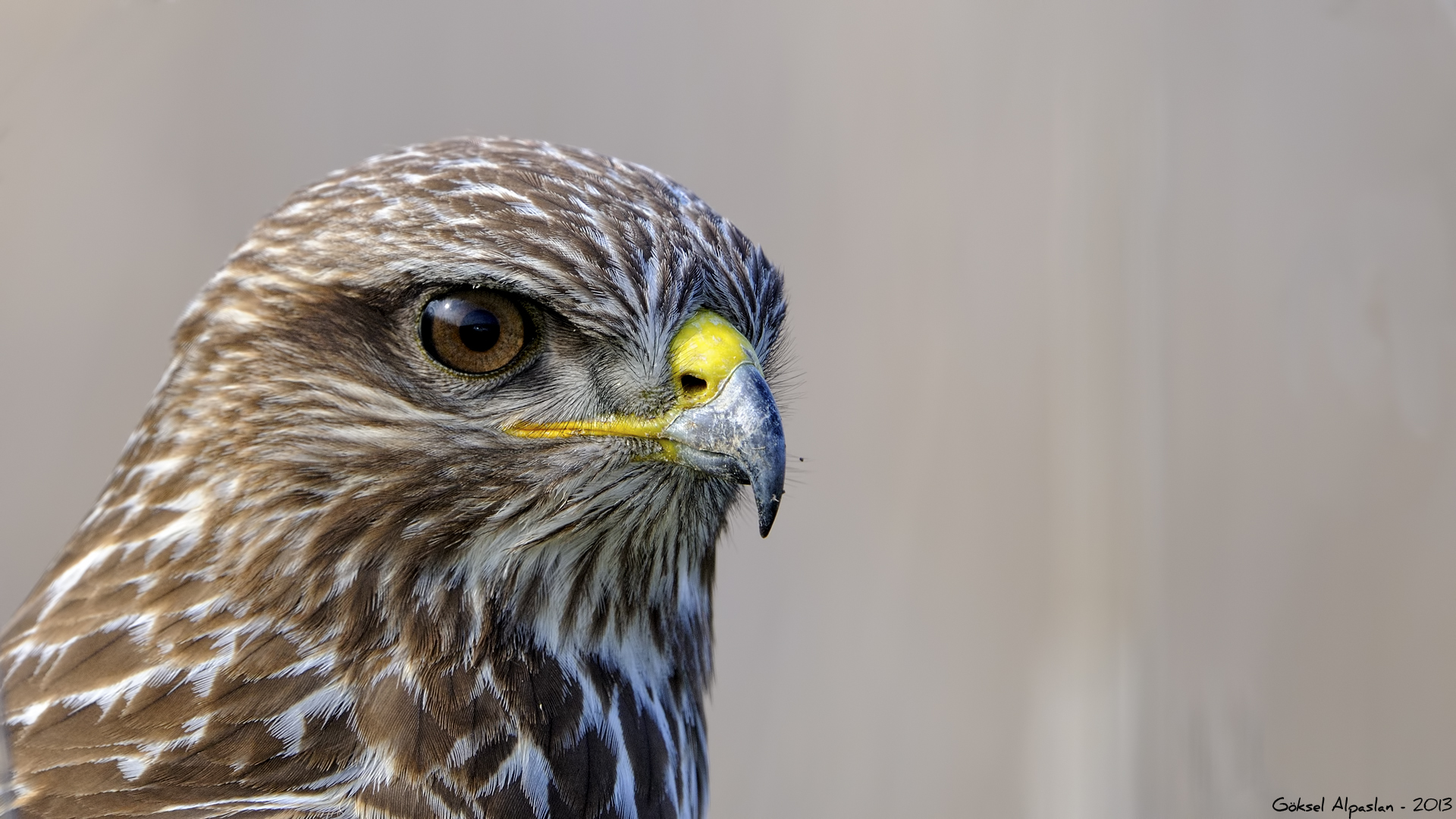 Şahin » Common Buzzard » Buteo buteo