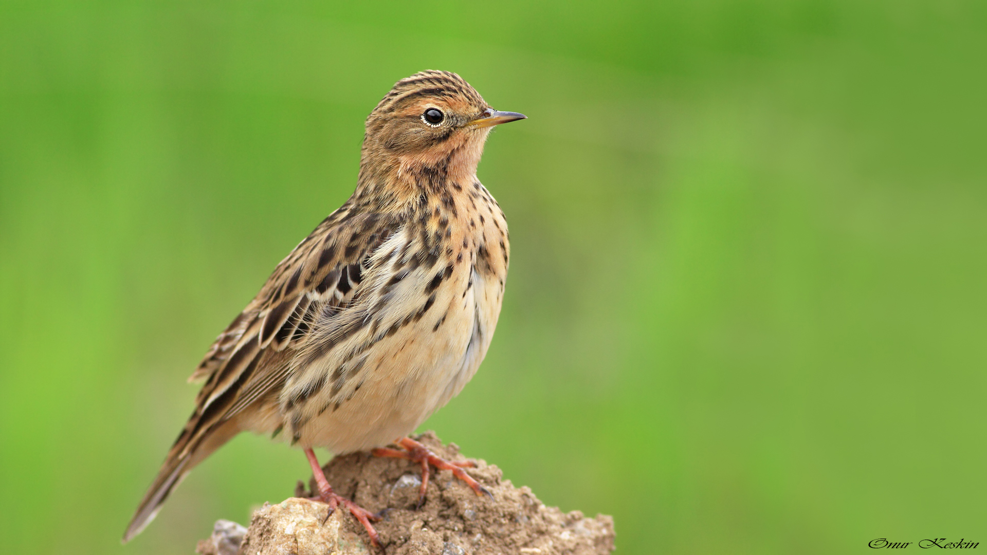 Kızılgerdanlı incirkuşu » Red-throated Pipit » Anthus cervinus