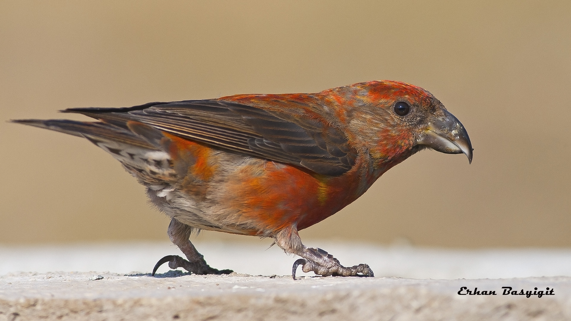 Çaprazgaga » Red Crossbill » Loxia curvirostra