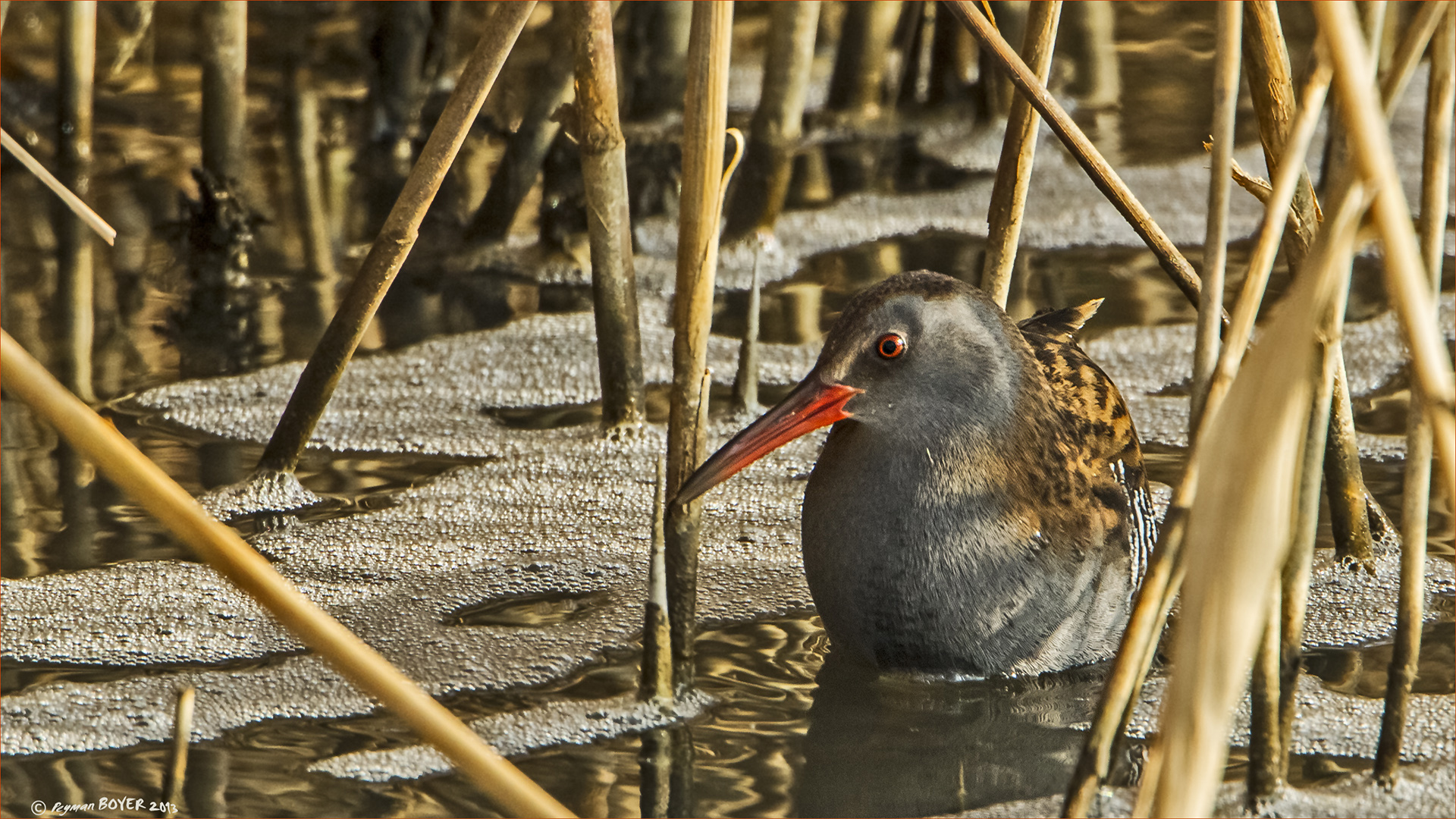 Sukılavuzu » Water Rail » Rallus aquaticus