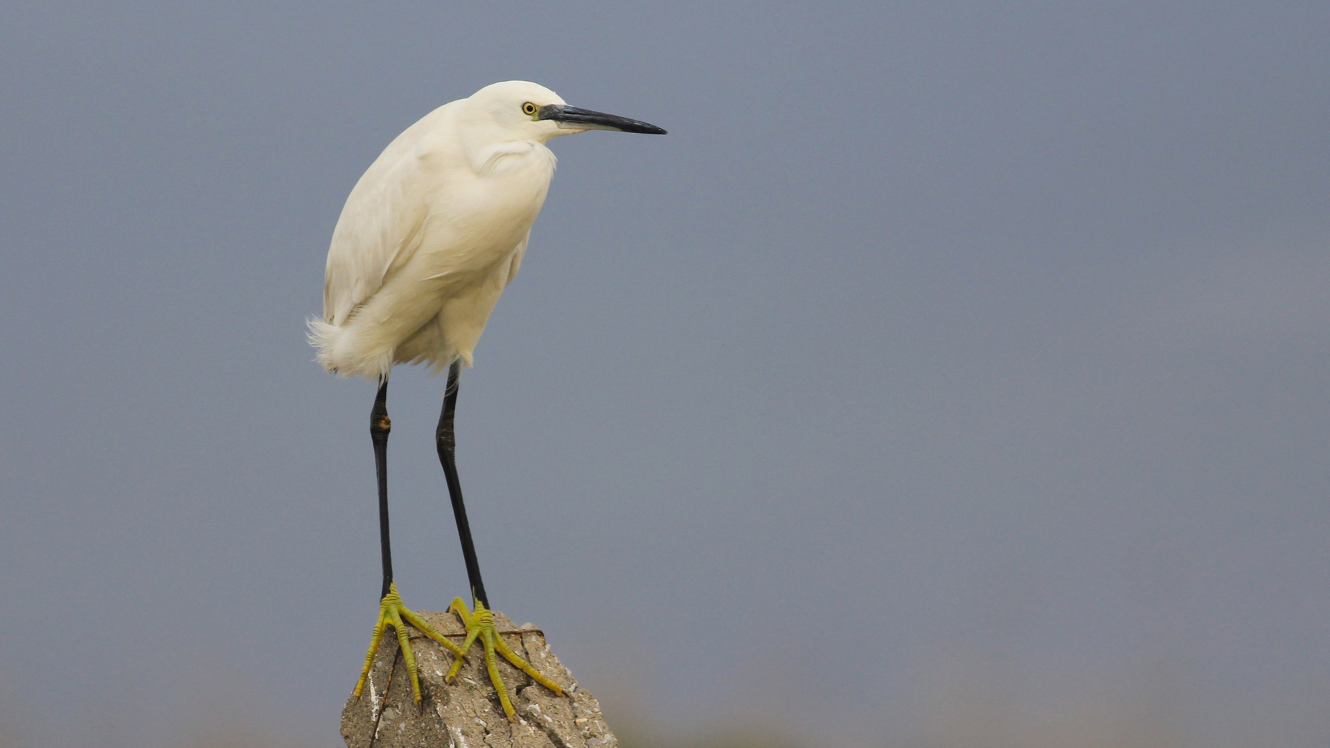 Küçük ak balıkçıl » Little Egret » Egretta garzetta