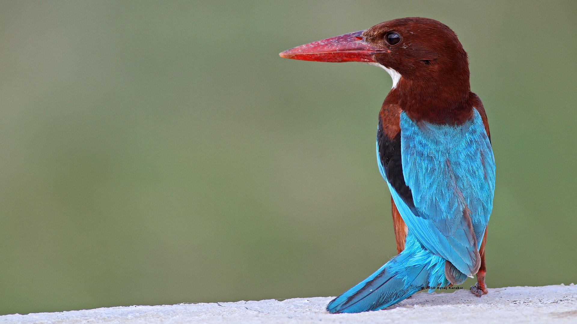 İzmir yalıçapkını » White-throated Kingfisher » Halcyon smyrnensis