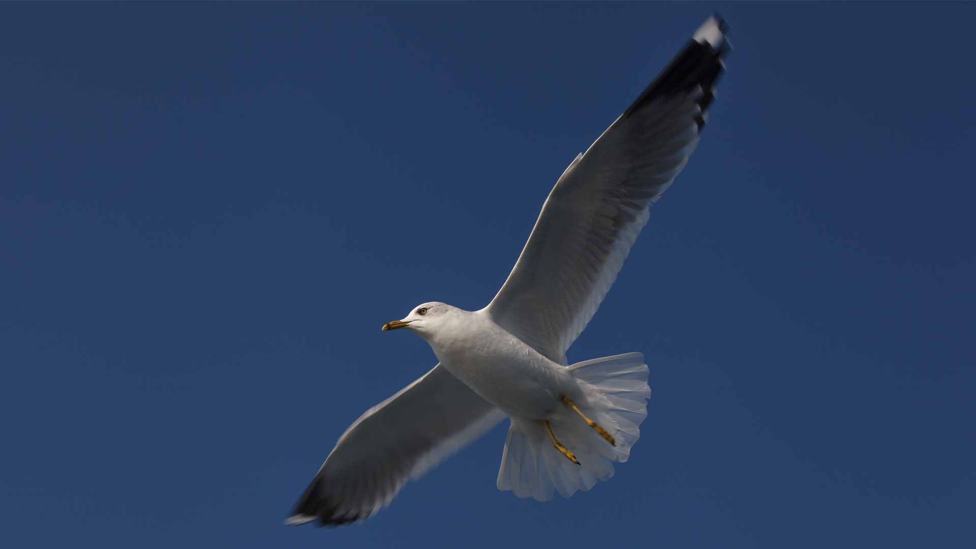 Küçük gümüş martı » Mew Gull » Larus canus