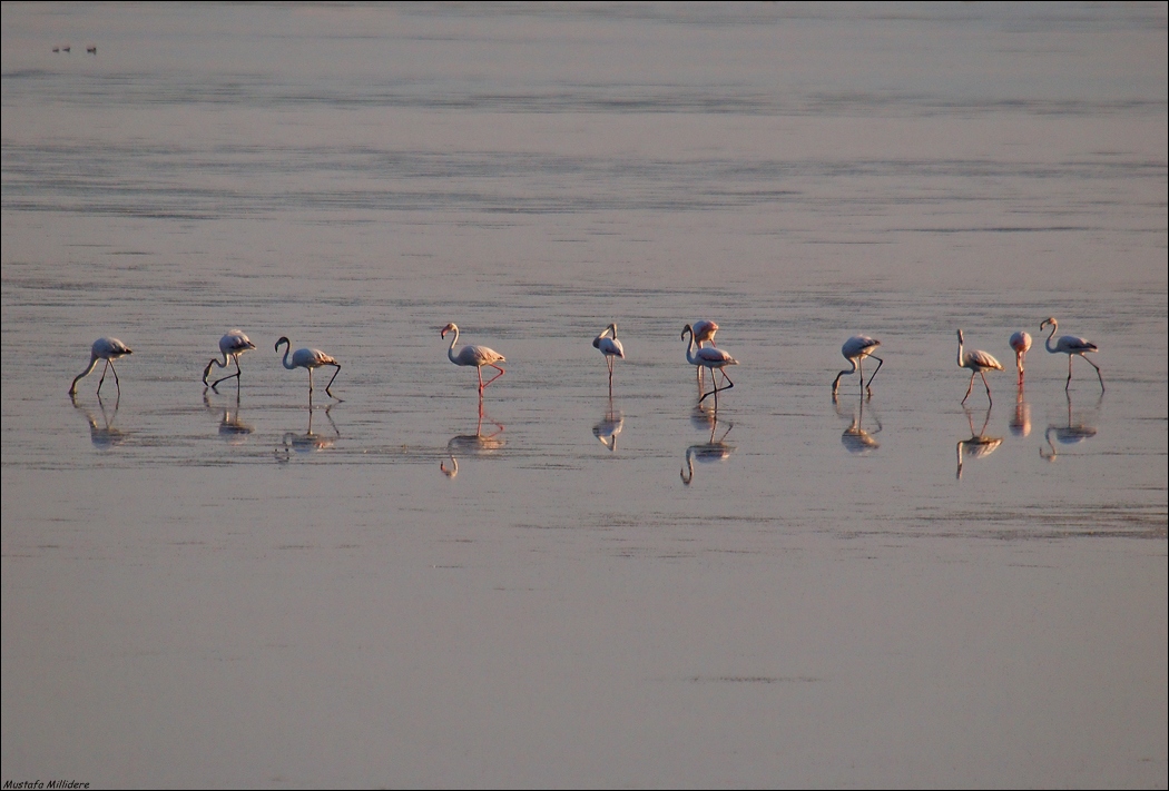 Flamingo