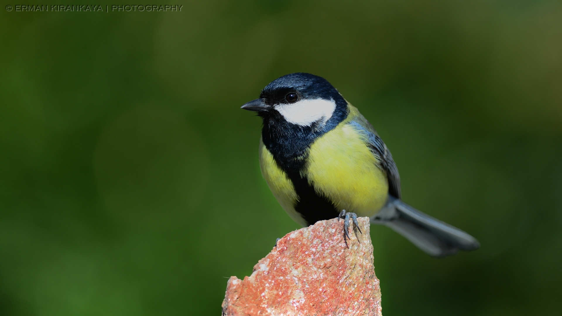 Büyük baştankara » Great Tit » Parus major