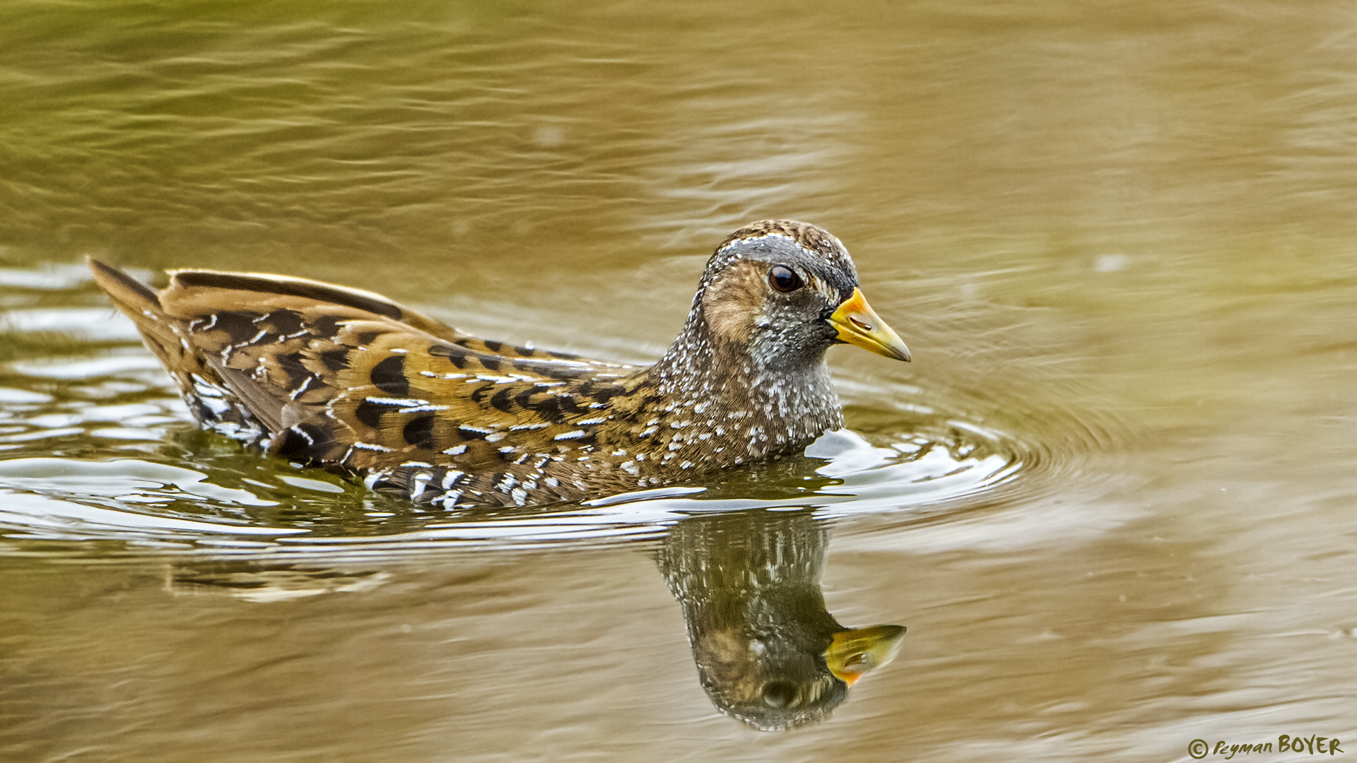 Benekli suyelvesi » Spotted Crake » Porzana porzana