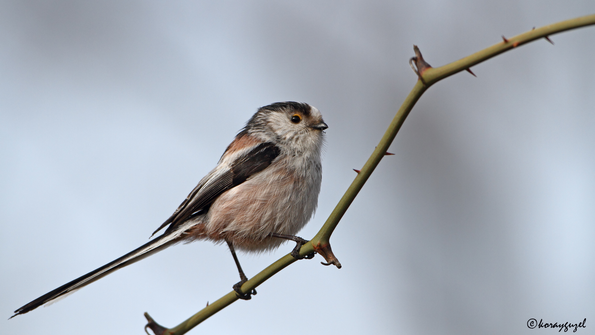 Uzunkuyruklu baştankara » Long-tailed Tit » Aegithalos caudatus