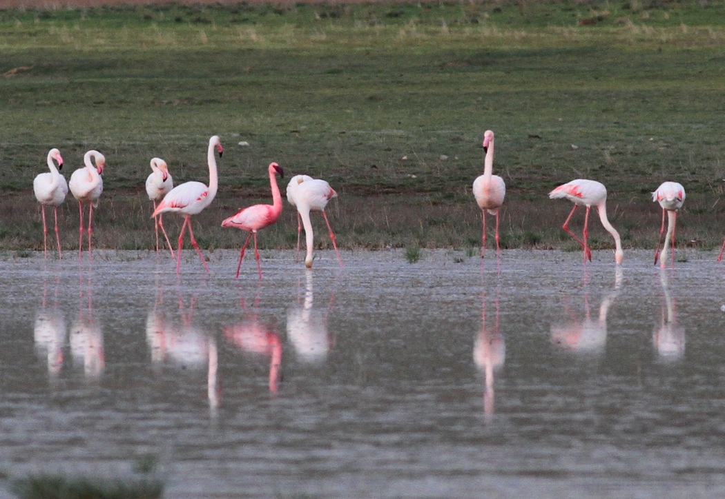 Küçük flamingo