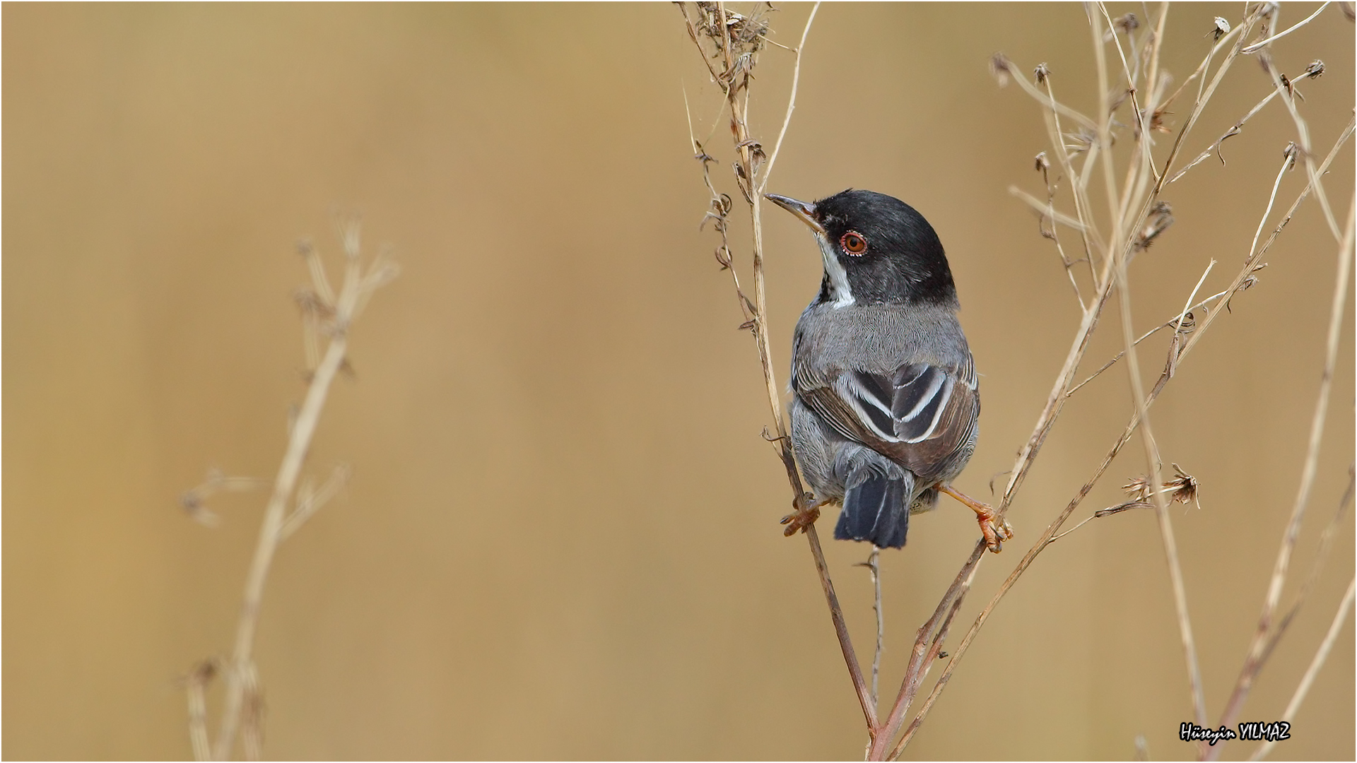 Kıbrıs ötleğeni » Cyprus Warbler » Sylvia melanothorax