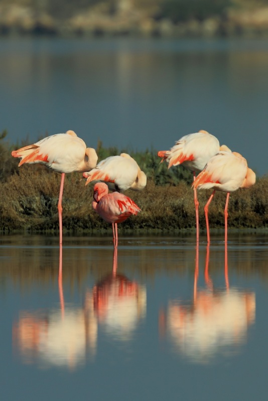 Küçük flamingo