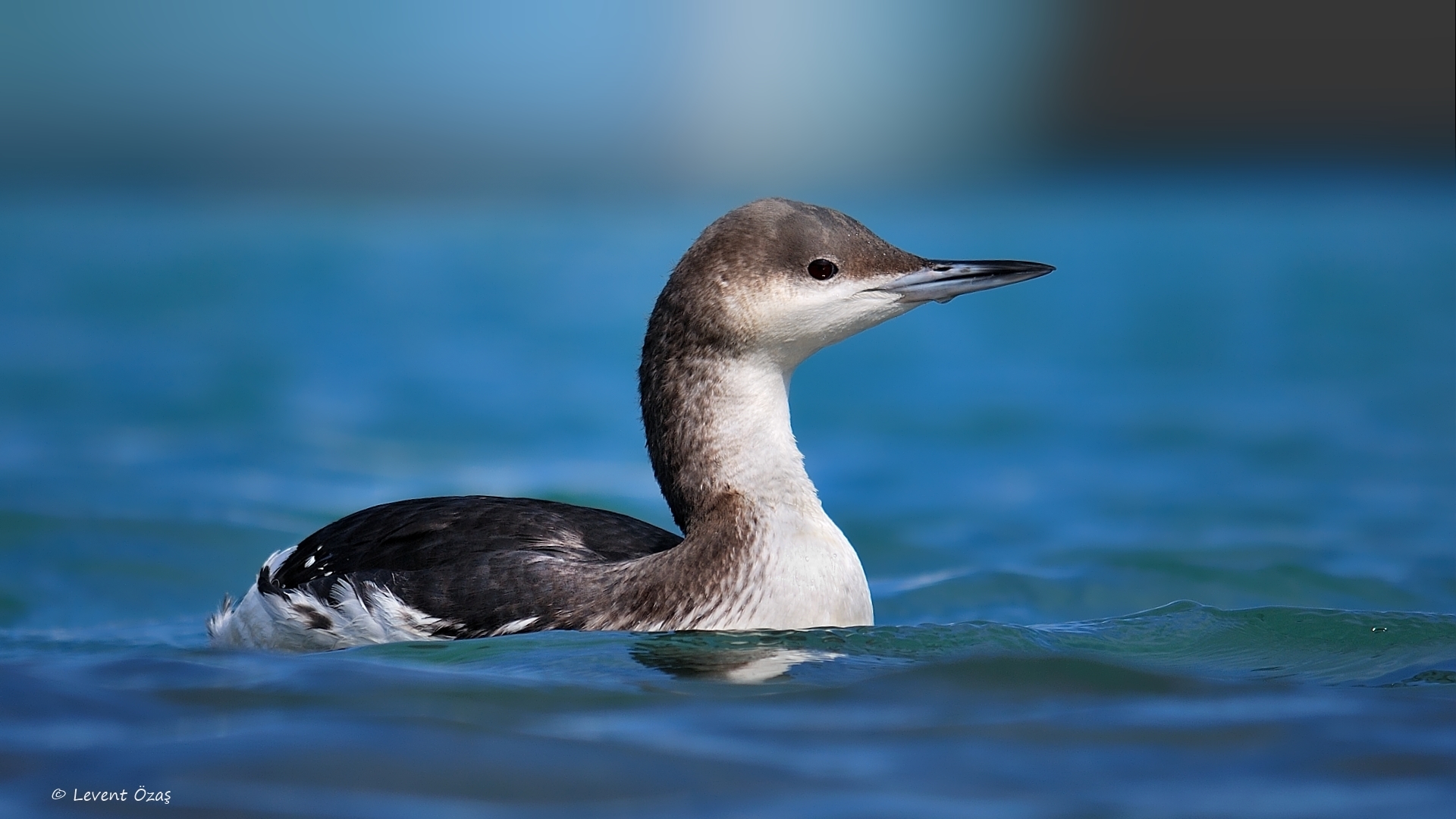 Karagerdanlı dalgıç » Black-throated Loon » Gavia arctica