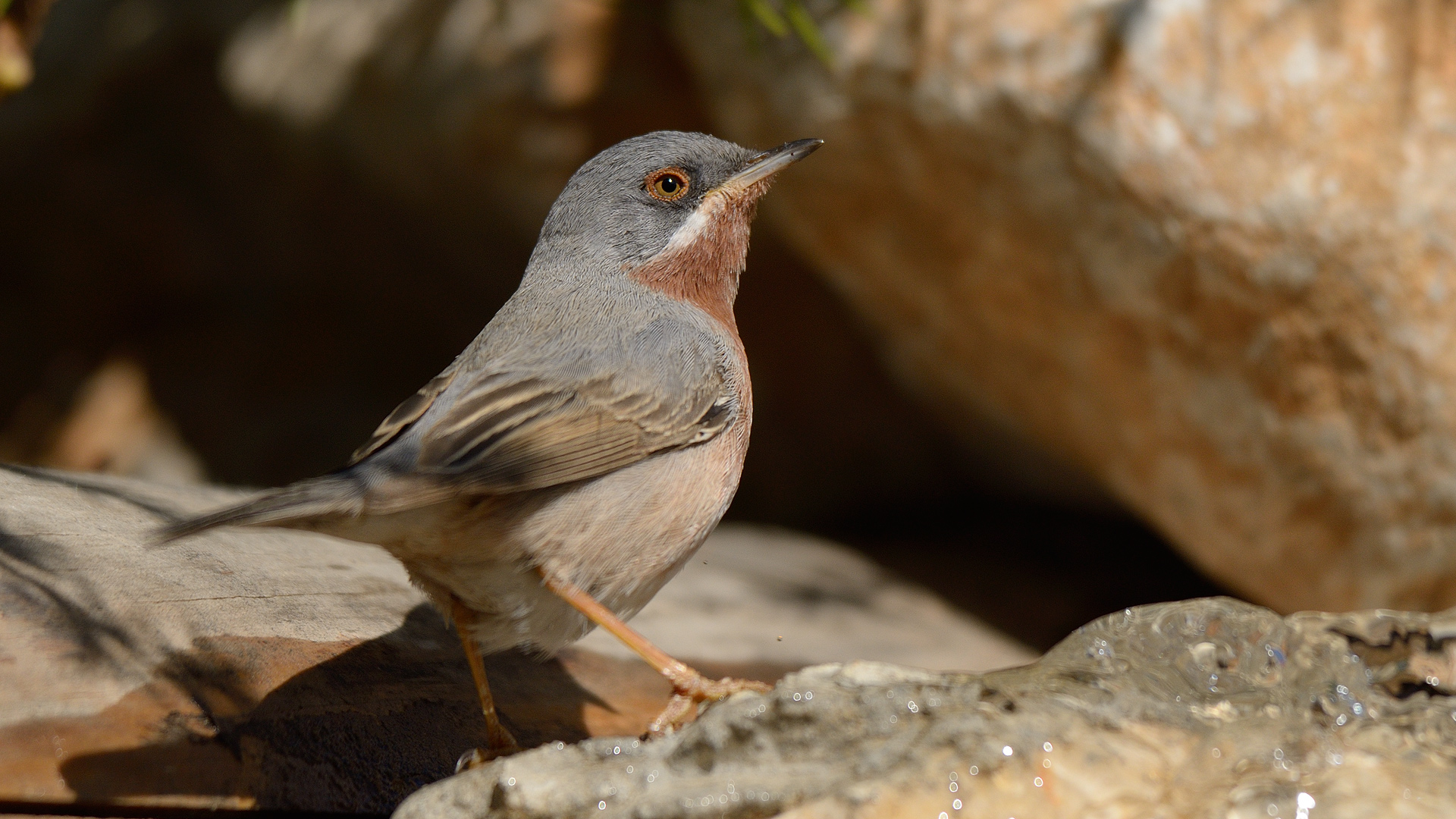 Bıyıklı ötleğen » Subalpine Warbler » Sylvia cantillans