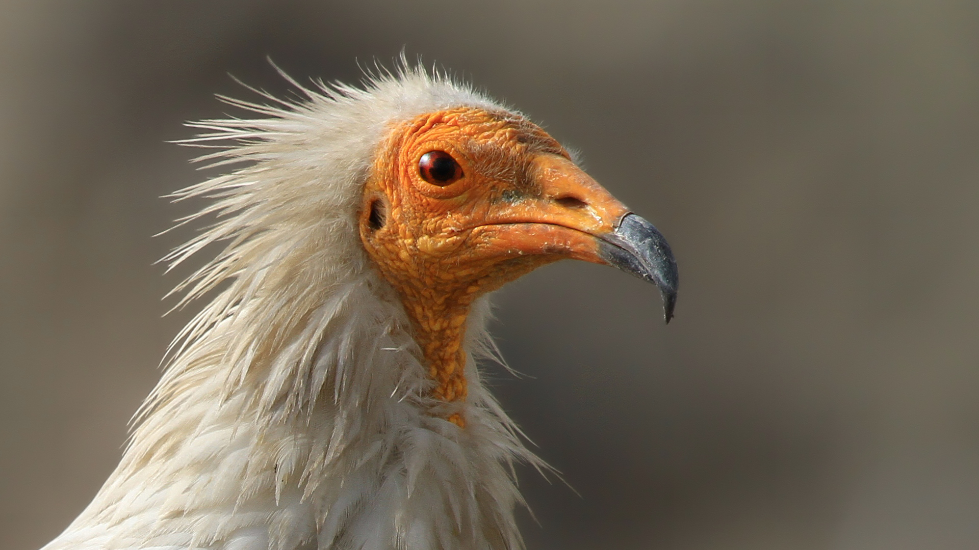 Küçük akbaba » Egyptian Vulture » Neophron percnopterus