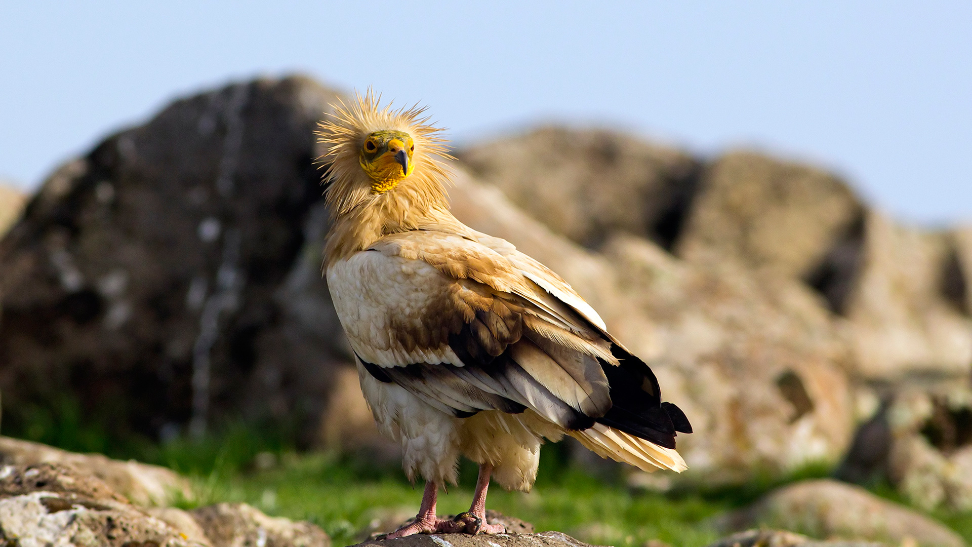 Küçük akbaba » Egyptian Vulture » Neophron percnopterus