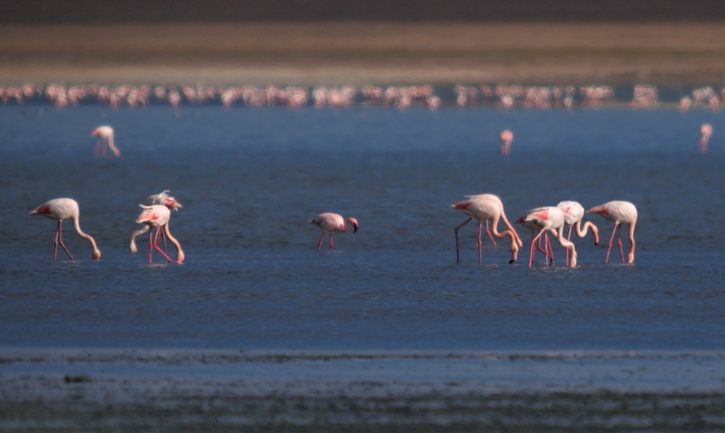 Küçük flamingo