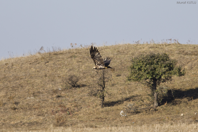 Şah kartal