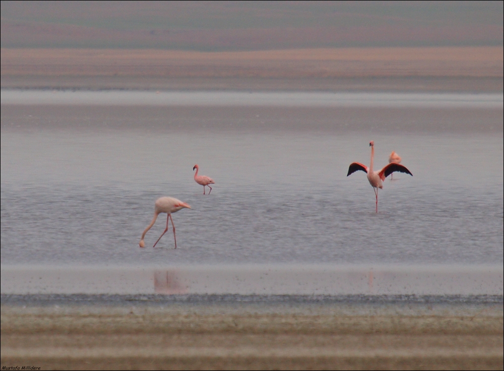 Küçük flamingo