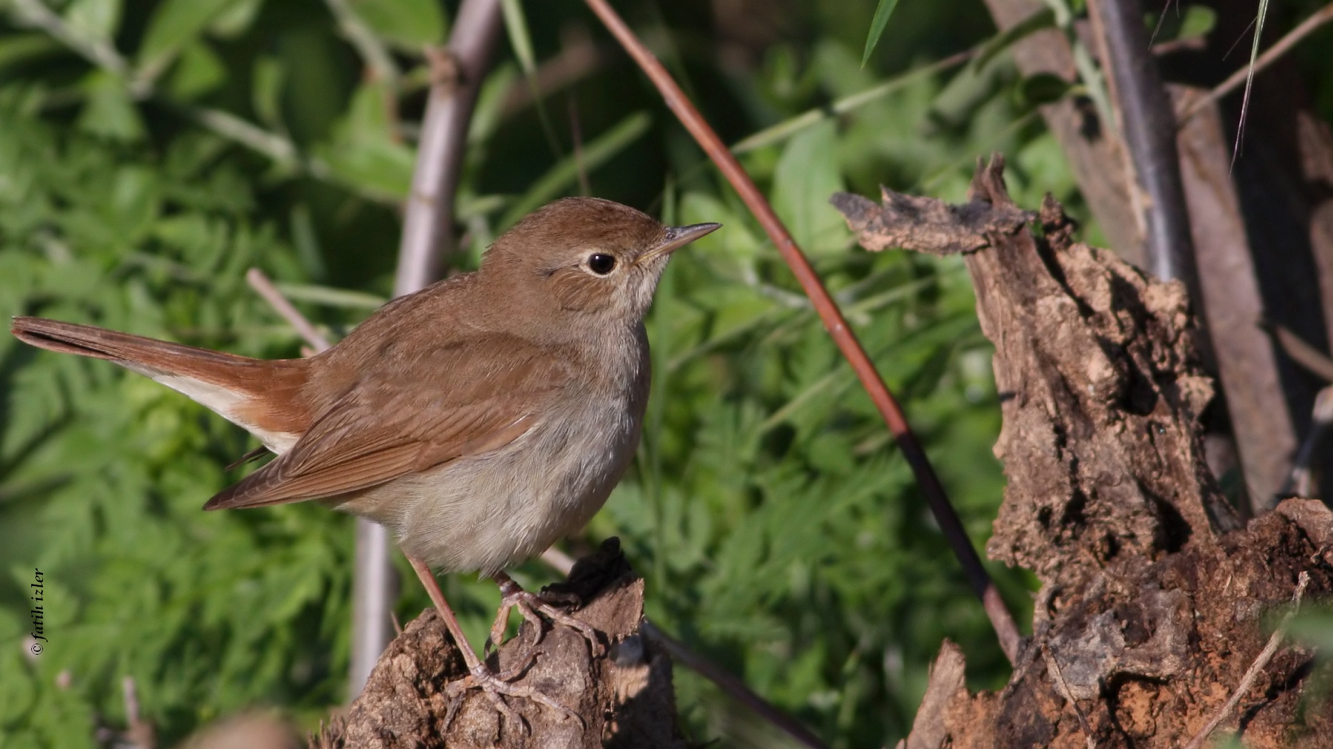 Bülbül » Common Nightingale » Luscinia megarhynchos