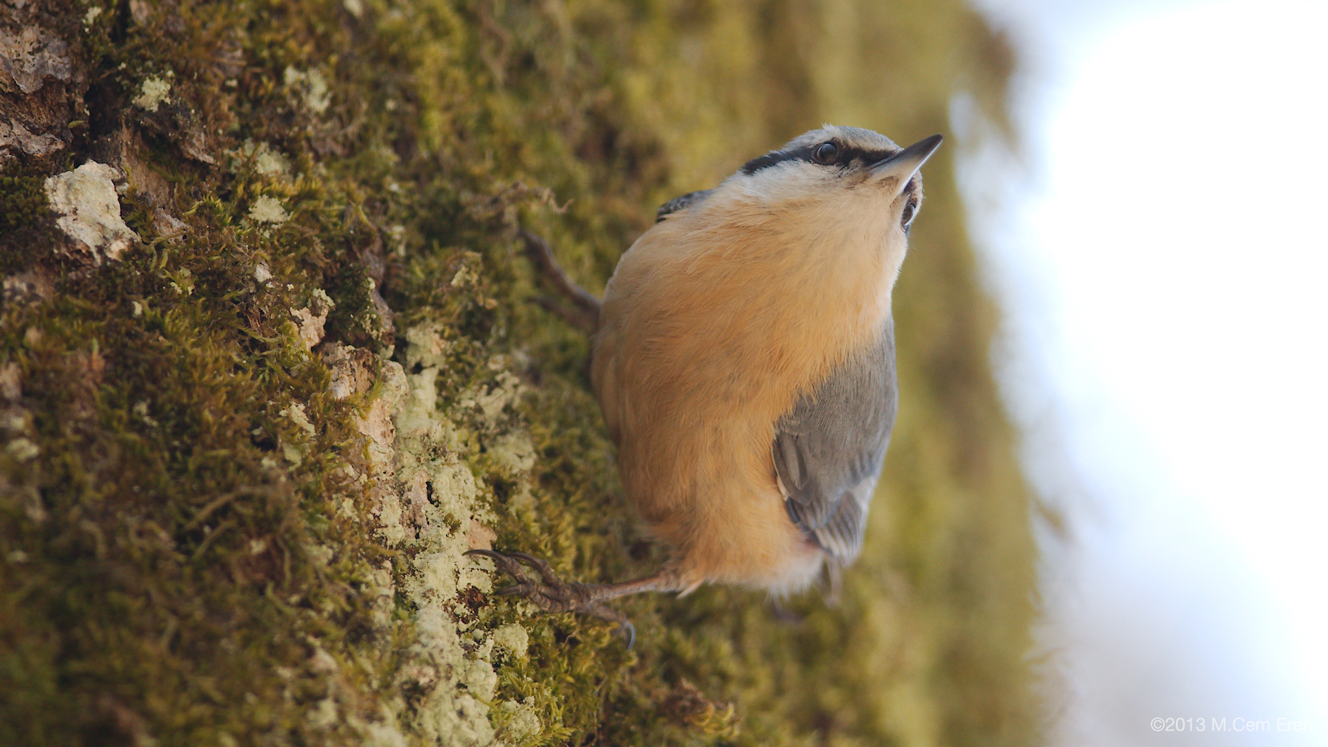 Sıvacı » Eurasian Nuthatch » Sitta europaea