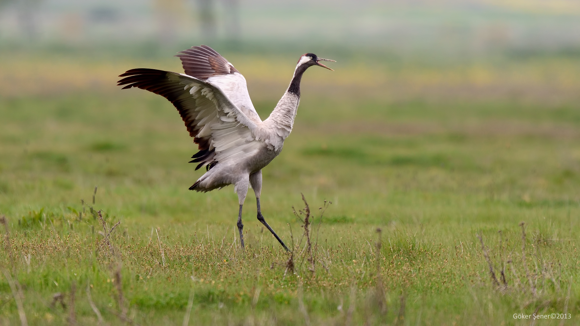 Turna » Common Crane » Grus grus