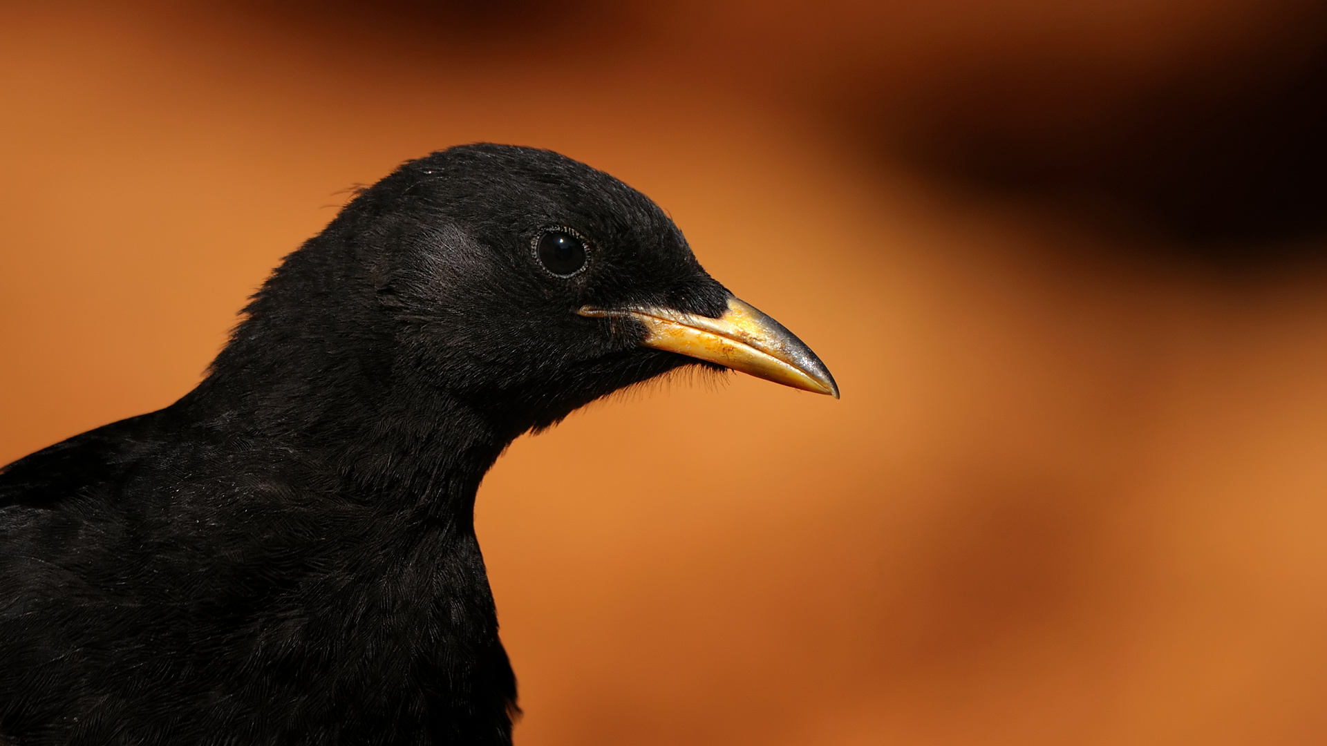 Sarıgagalı dağ kargası » Alpine Chough » Pyrrhocorax graculus