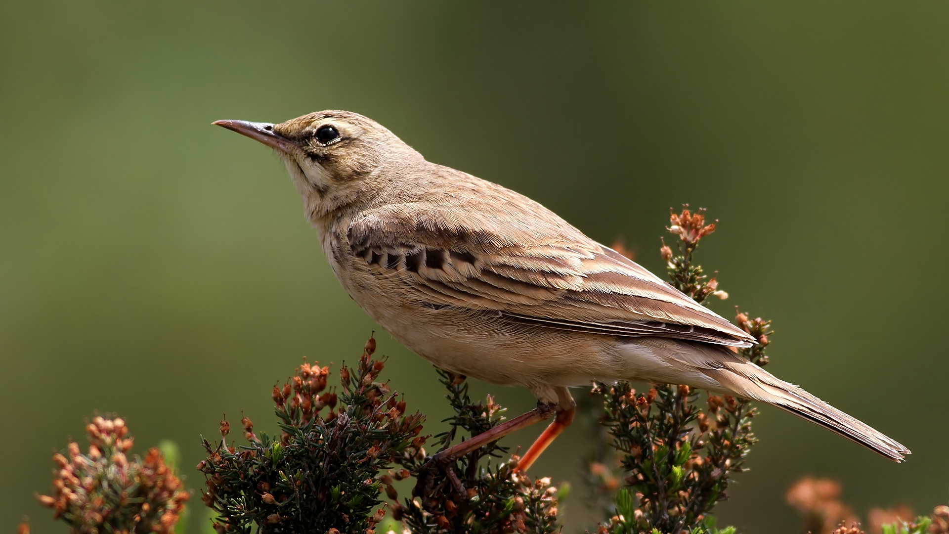 Kır incirkuşu » Tawny Pipit » Anthus campestris