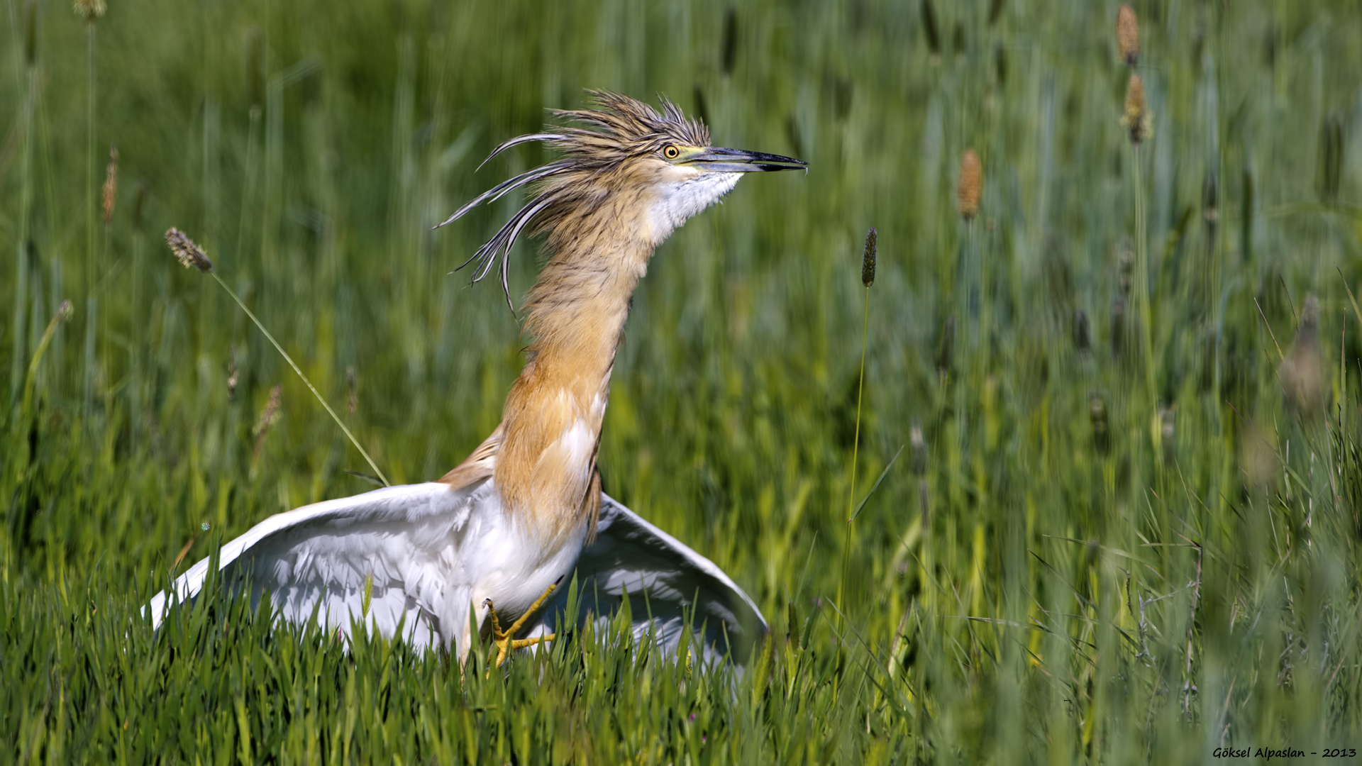 Alaca balıkçıl » Squacco Heron » Ardeola ralloides