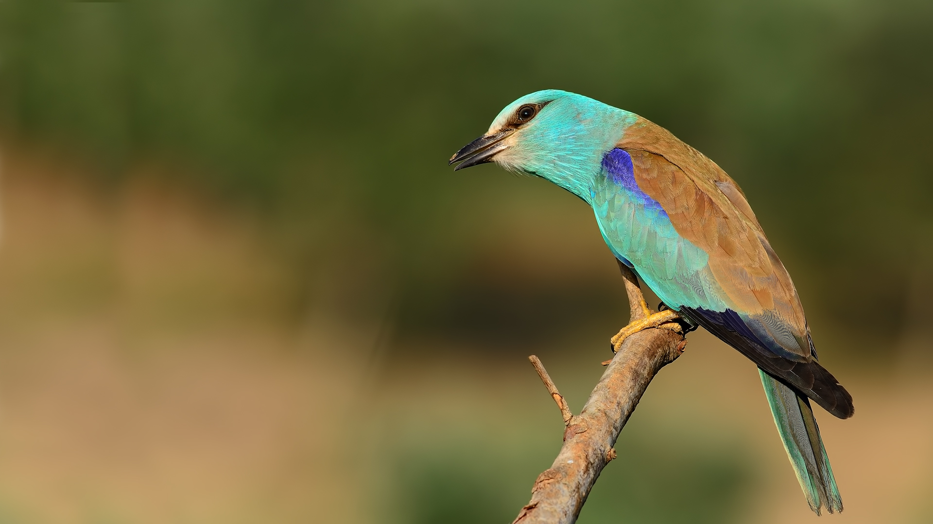 Gökkuzgun » European Roller » Coracias garrulus