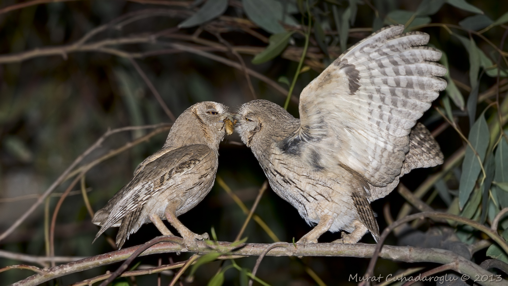 Çizgili ishakkuşu » Pallid Scops Owl » Otus brucei