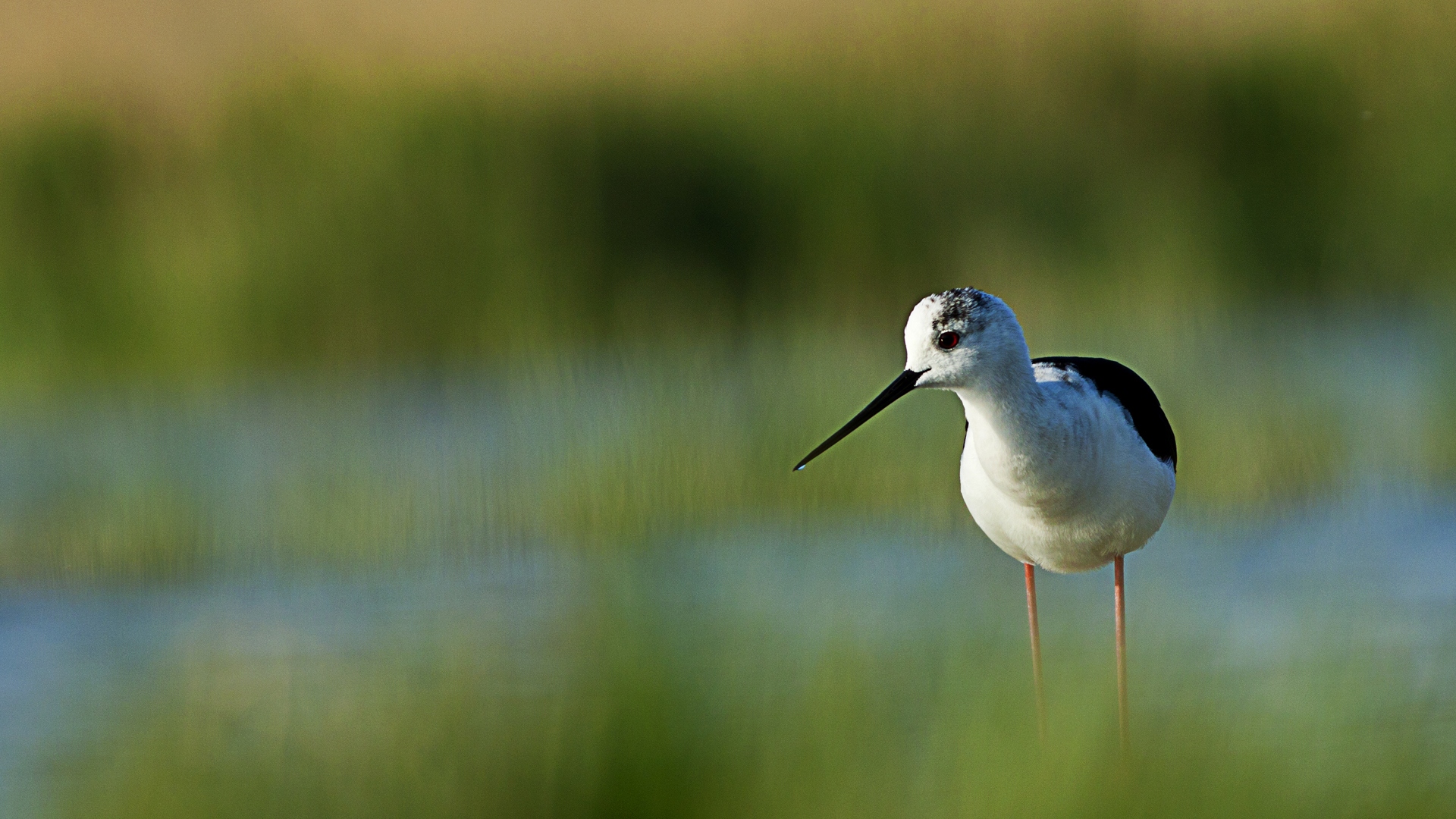 Uzunbacak » Black-winged Stilt » Himantopus himantopus