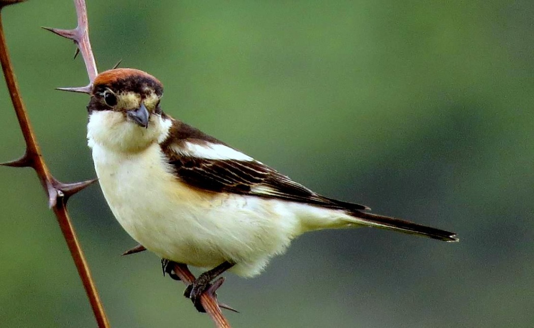 Kızılbaşlı örümcekkuşu