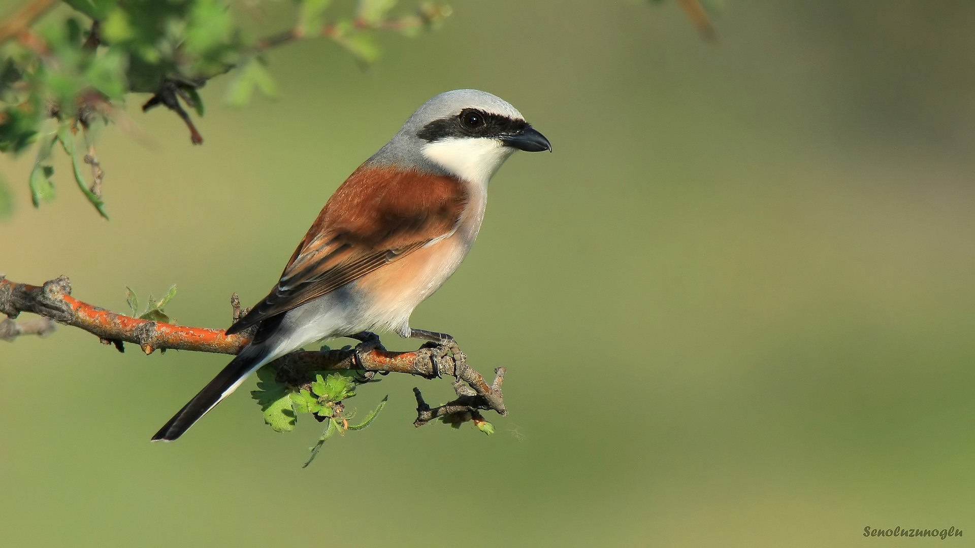 Kızılsırtlı örümcekkuşu » Red-backed Shrike » Lanius collurio