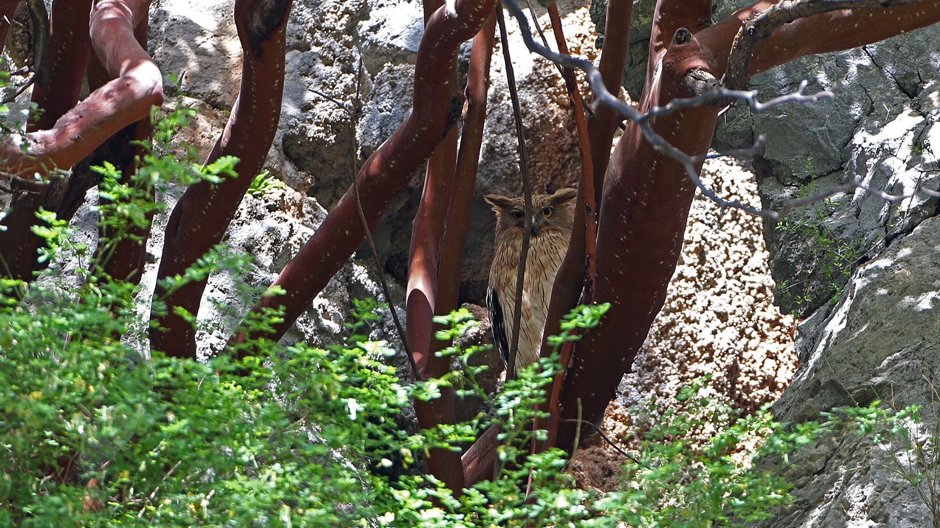 Balık baykuşu