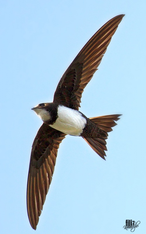 Akkarınlı ebabil