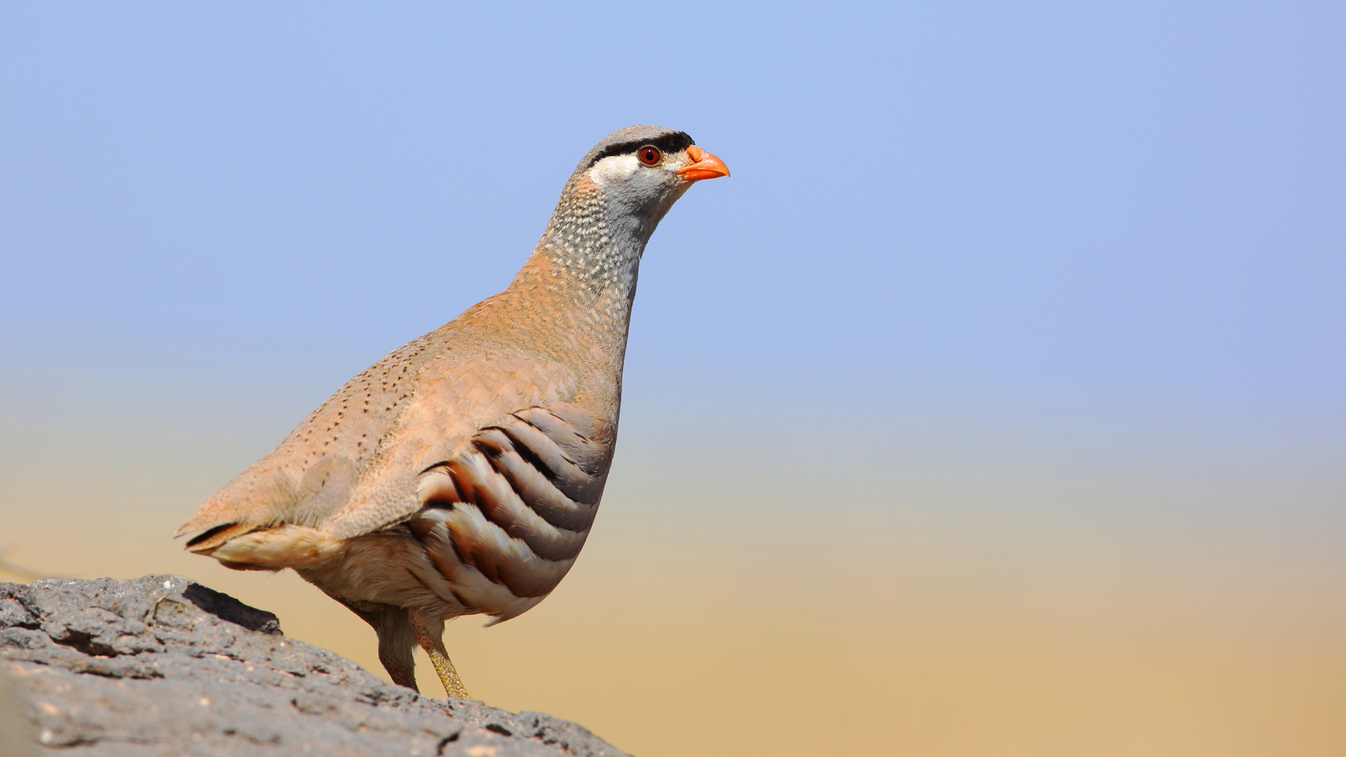 Kum kekliği » See-see Partridge » Ammoperdix griseogularis