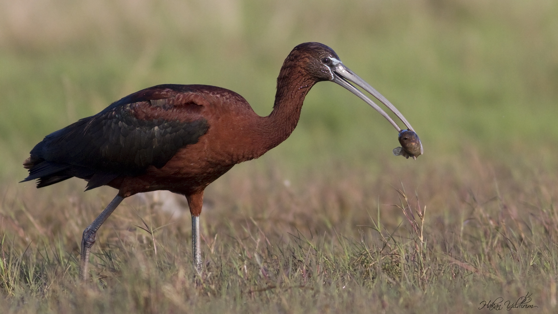 Çeltikçi » Glossy Ibis » Plegadis falcinellus