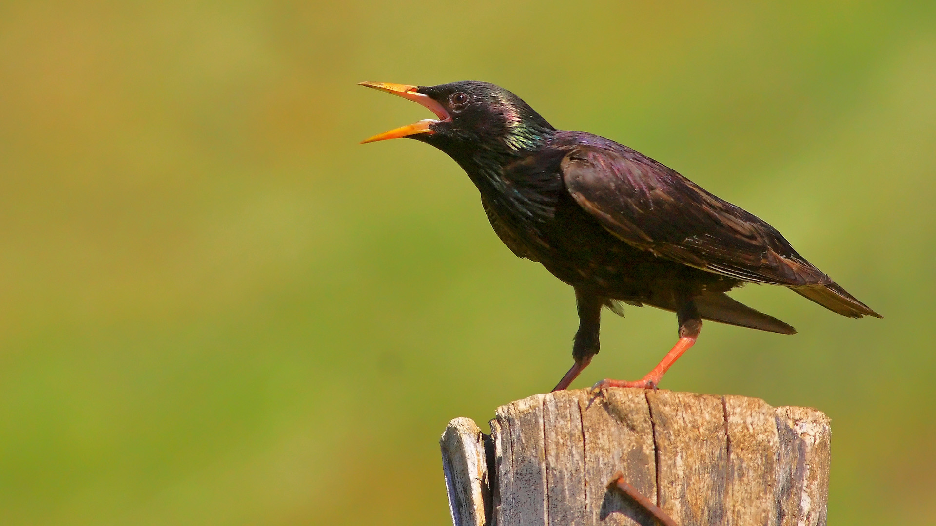 Sığırcık » Common Starling » Sturnus vulgaris