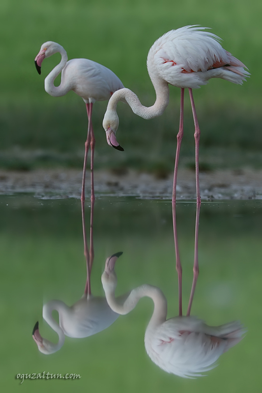 Flamingo