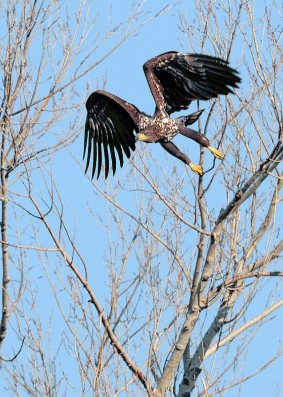 Akkuyruklu kartal